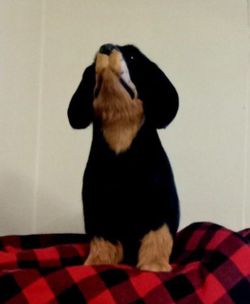 New Lifelike Dutch Hound Dog