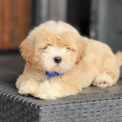 3-Month-Old Female Eskimo Dog – Spayed and Healthy - New York, NY