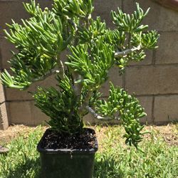 Crassula Ovata Suculent Plant 