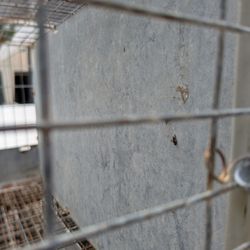 Indian Ring Neck Cage Wire Mesh Cage No Cage