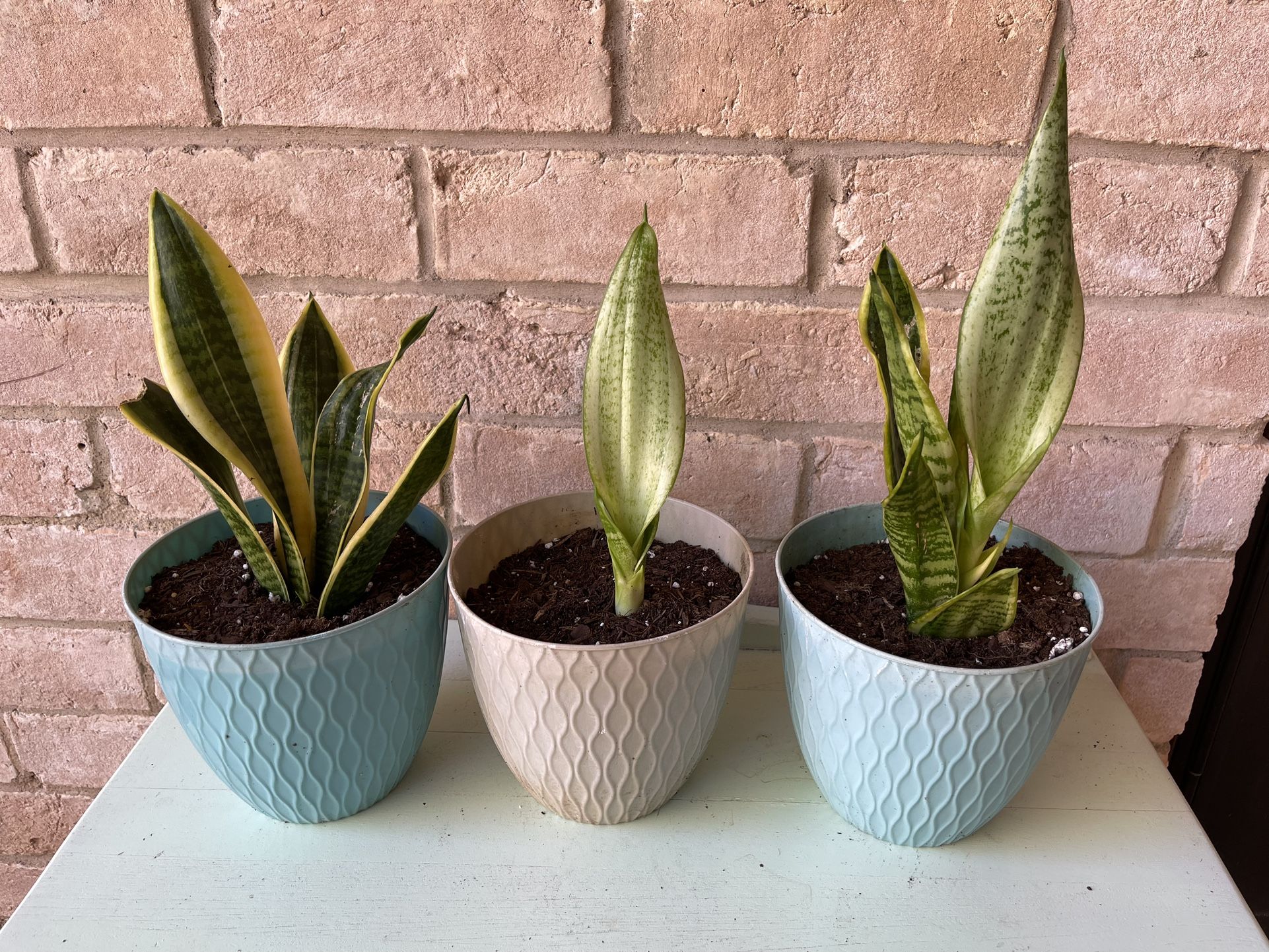 Snake Plants