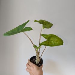 Plants(Monstera Aurea)