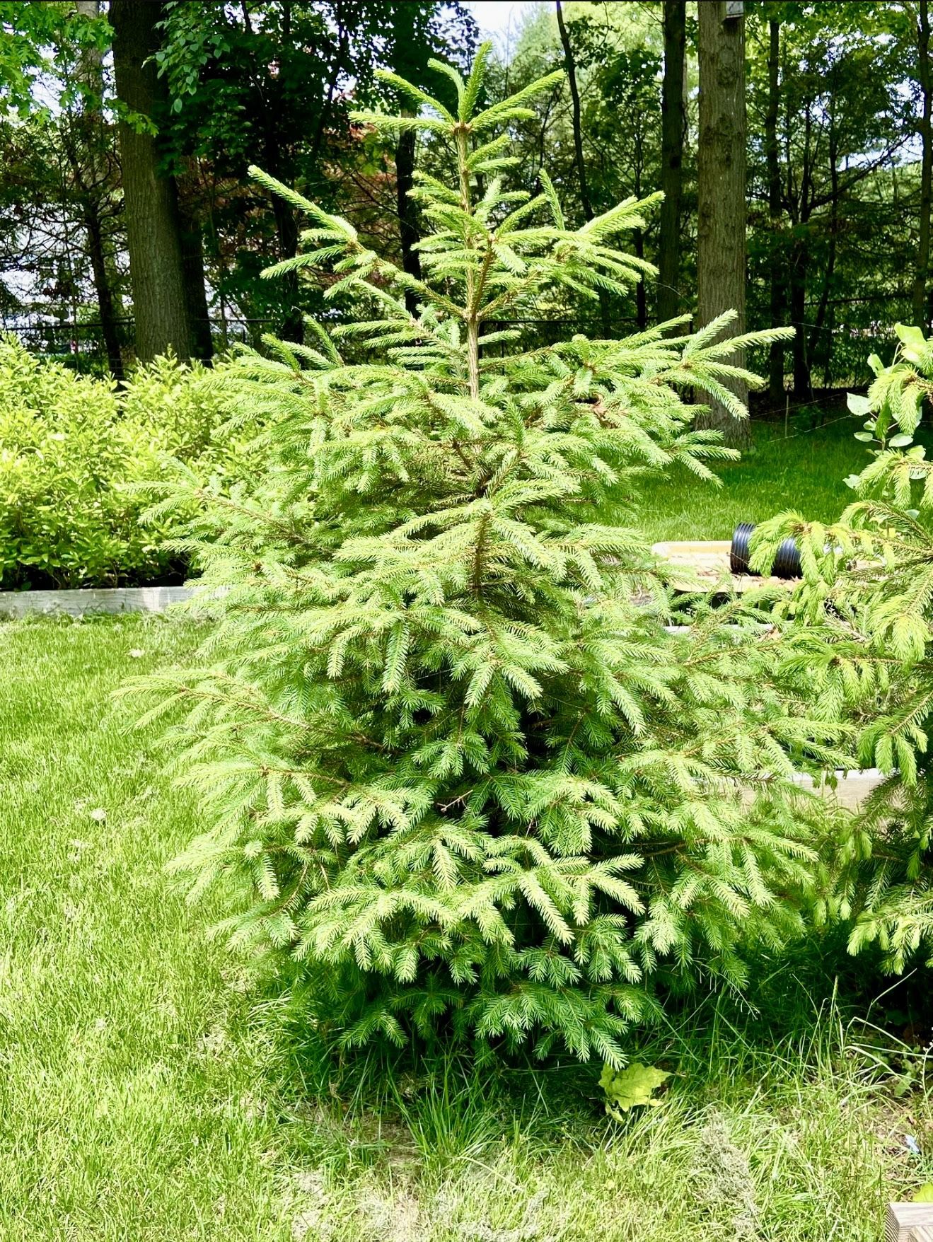 3 Norway and 1 Blue Spruce