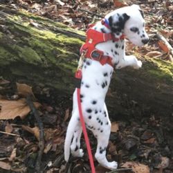 Medium Ruffwear Dog Harnesses