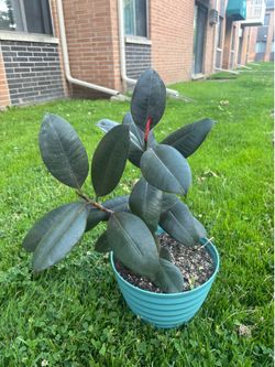 A Beautiful Rubber Tree