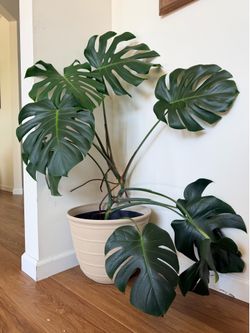 Monstera with planter