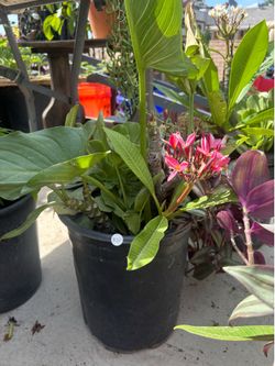plants / plantas