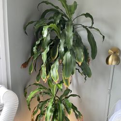 Tall “Corn Plant” Houseplant
