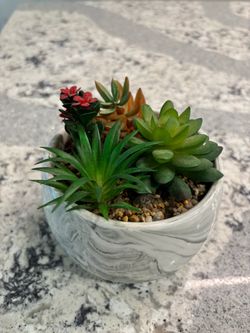 Succulent Arrangement in Marble Ceramic Pot