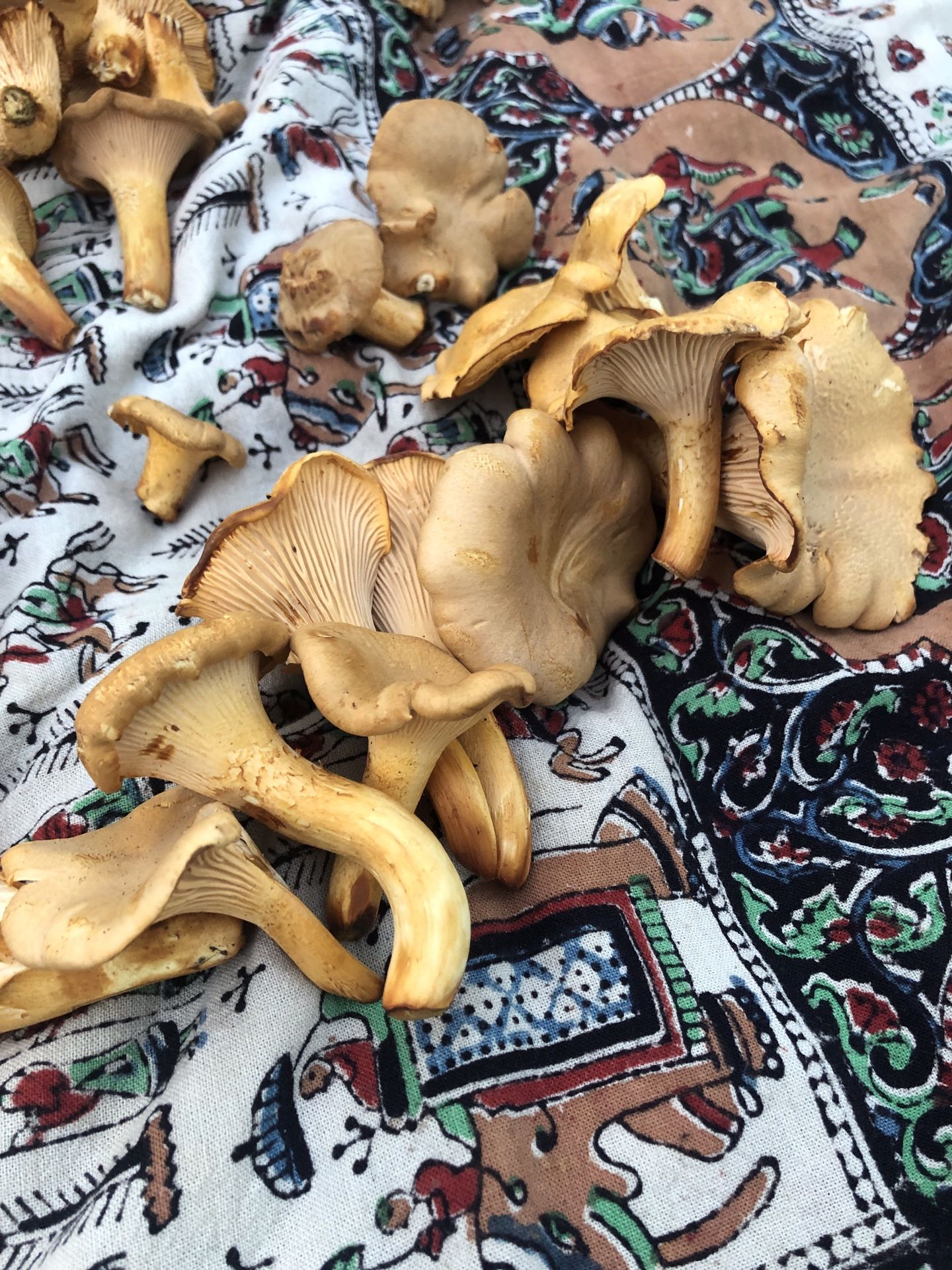 Chanterelles for Sale in Seattle, WA OfferUp