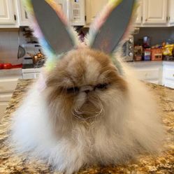 Fur Coat  sale 75% off