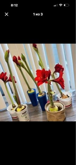 Red Amarallis bulb