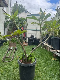 Yellow Plumeria