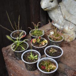 Carnivorous Plants! Easy To Grow Science Project Terrarium Or Collector And Affordable 2-inch Pots!
