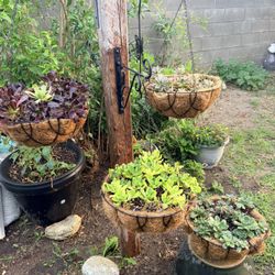 4 Hanging Succulents  /4 Plantas Colgantes