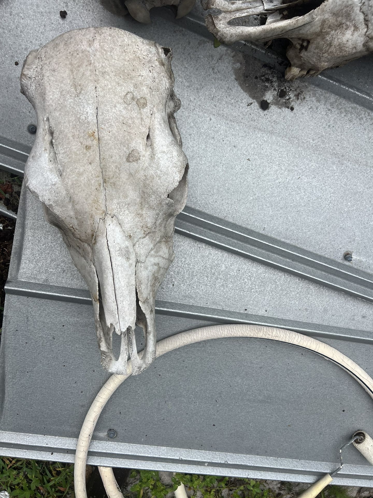 Cow Skulls