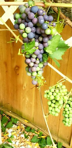 Grapes Organic Red Green Wine