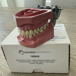 Columbia Dentoform Model – 1M860 (Hard Gingiva, 32 Removable Ivorine Teeth)