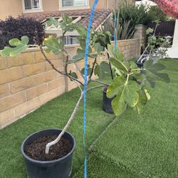 Fig Tree 