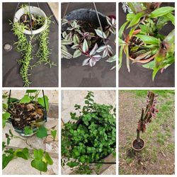Plant sale ( hanging baskets for $10 each ) with free plants