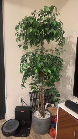 6 ft faux ficus