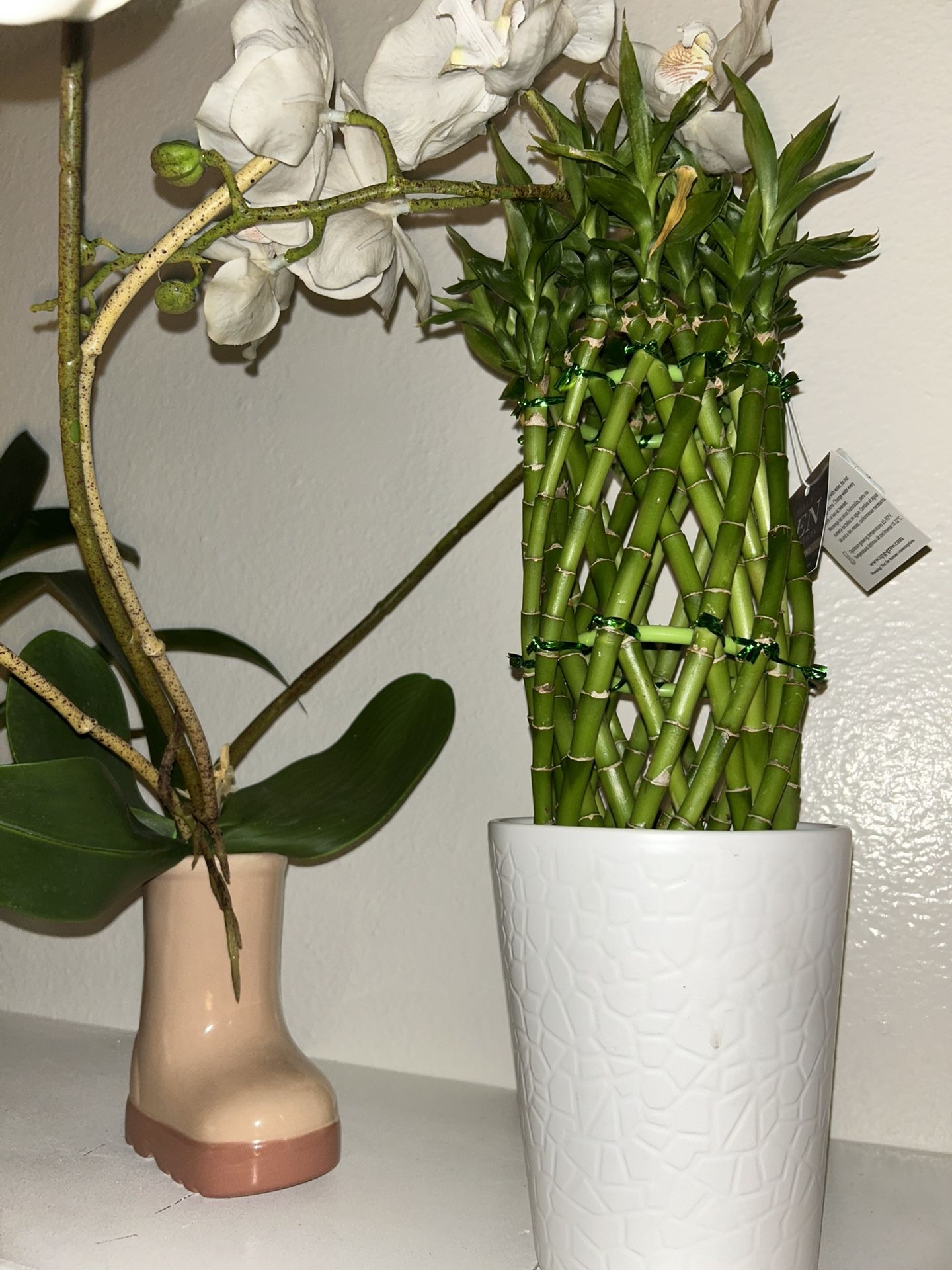 Bamboo Plant