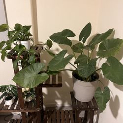Plant Stand + plants 