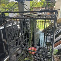 Pigeon Cage 