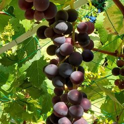 Kyoho grape vines 