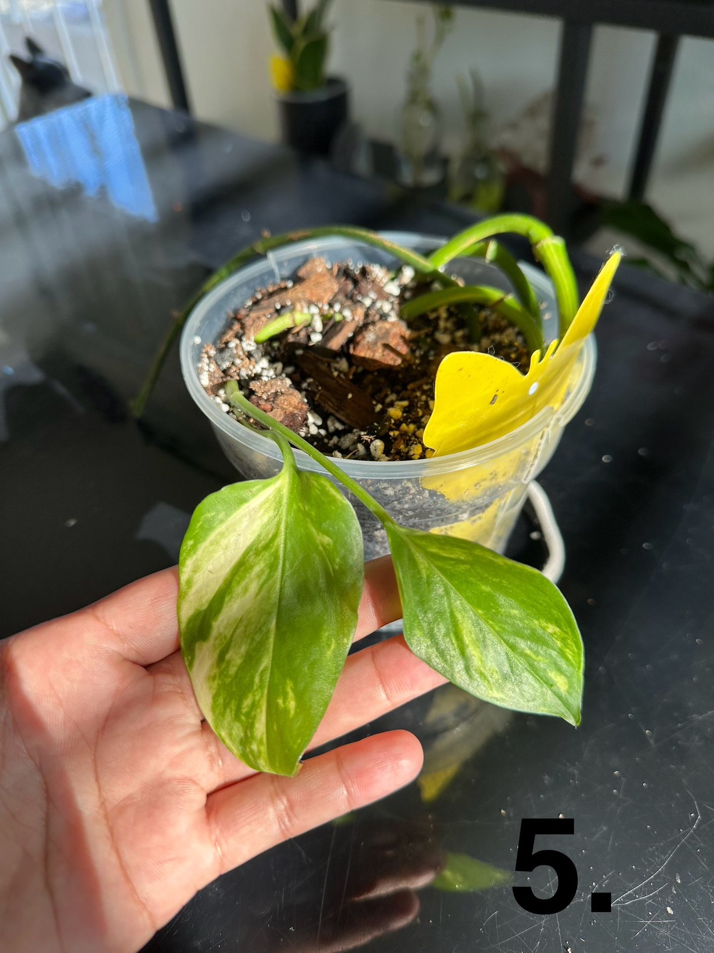 Pothos Cuttings for Sale – Strong Roots & Healthy Vines! 🌿