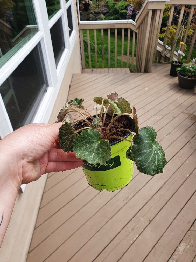Strawberry Begonia 🍓