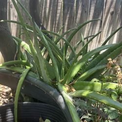 Aloe vera leaves $2 each- sabila