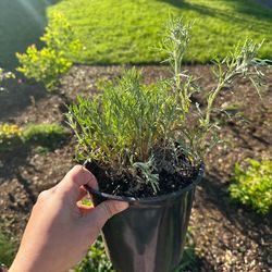 Native Plant: Oregon Sunshine (Eriophyllum lanatum)