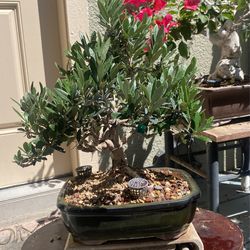 Green Olive Bonsai