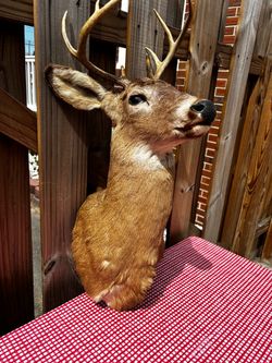 Whitetail Deer Shoulder Mount Taxidermy