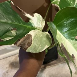 Variegated Monstera Albo Two Leaf Plant Cutting 