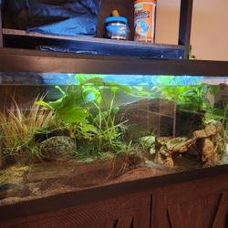 20 gallon fish tank, long, with fish