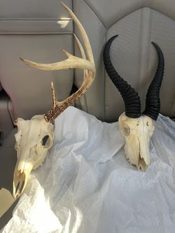 Taxidermy