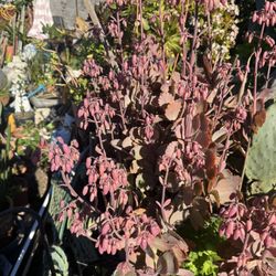 Beautiful Live Plant In 5 Gallon Container. 