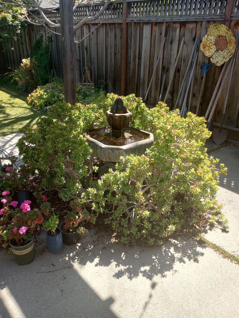 Jade Plants, Mature