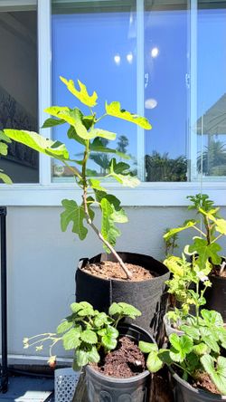 Established 5-Gallon Black Mission Fig Tree