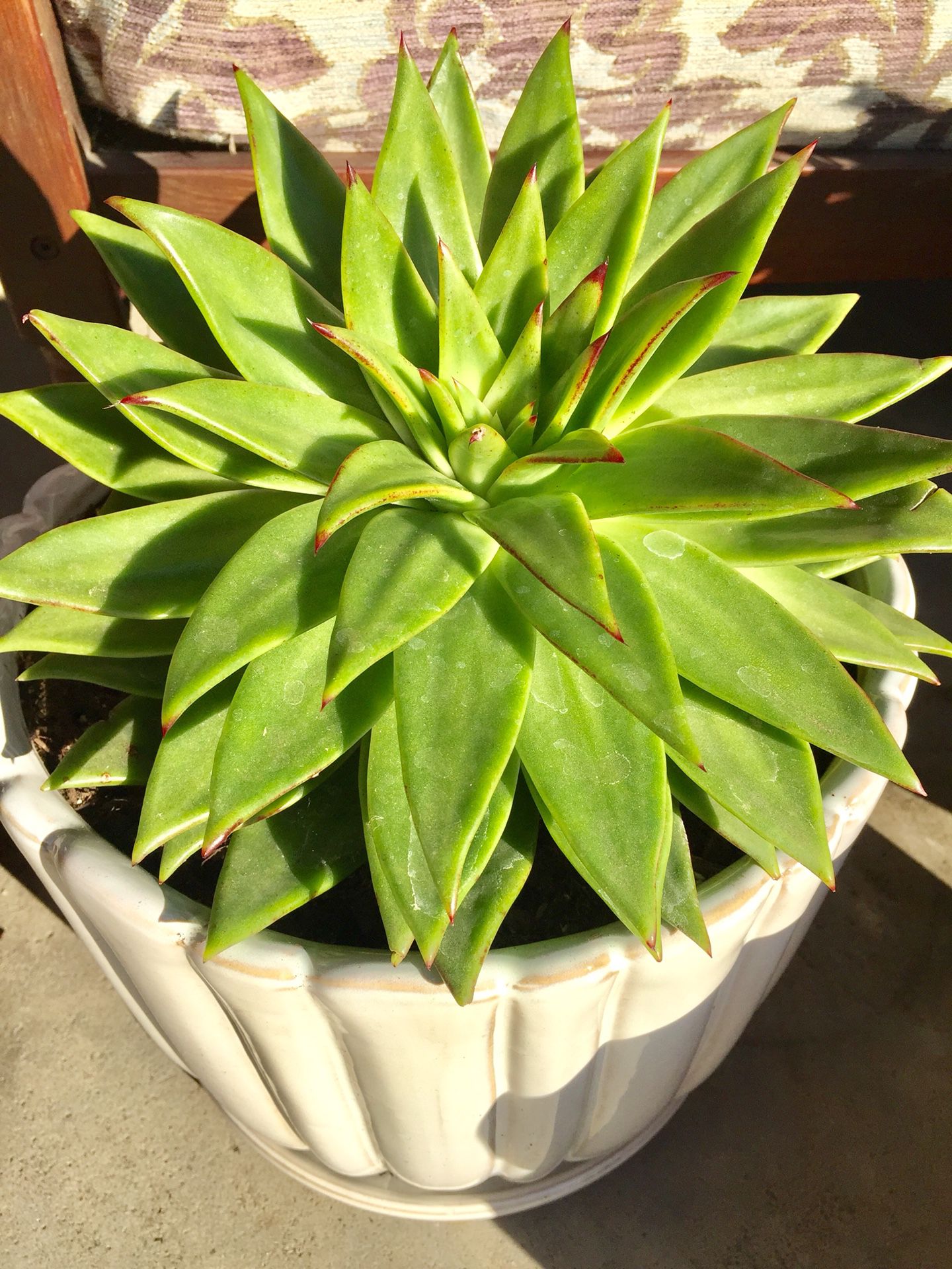 Beautiful large succulent plant (echeveria agavoides) with beautiful white pot