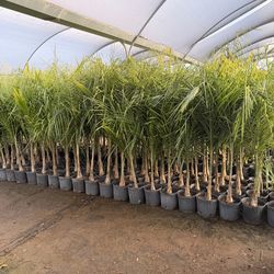 Queen palms 10" pots 5-6 feet tall