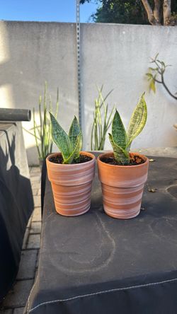 Snake plant