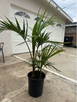 Ke tia palm over 4ft 3 plants in the pot