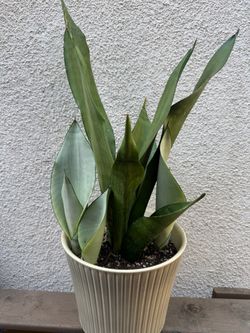 Moonshine Snake Plant