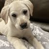 Roxygirl 