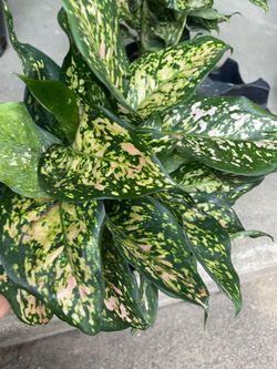 6” pot (desk size) Full/lush/super healthy indoor plant Chinese evergreen “Aglaonema wishes”; 95820