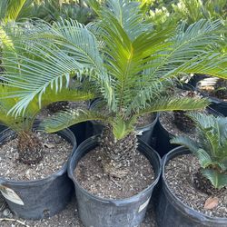 Sago Palm $$$48 each