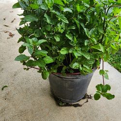 Fresh mint  plants